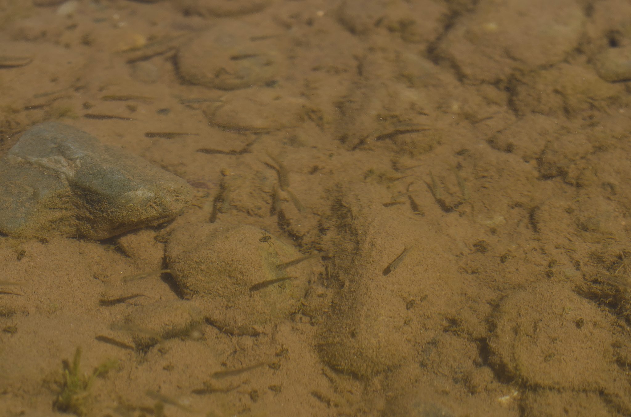 Minnows swimming around muddy green river water in the spring.