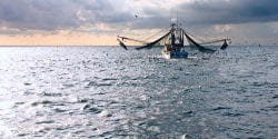 Shrimp boat on the gulf in the early morning sun surrounded by sea gulls.