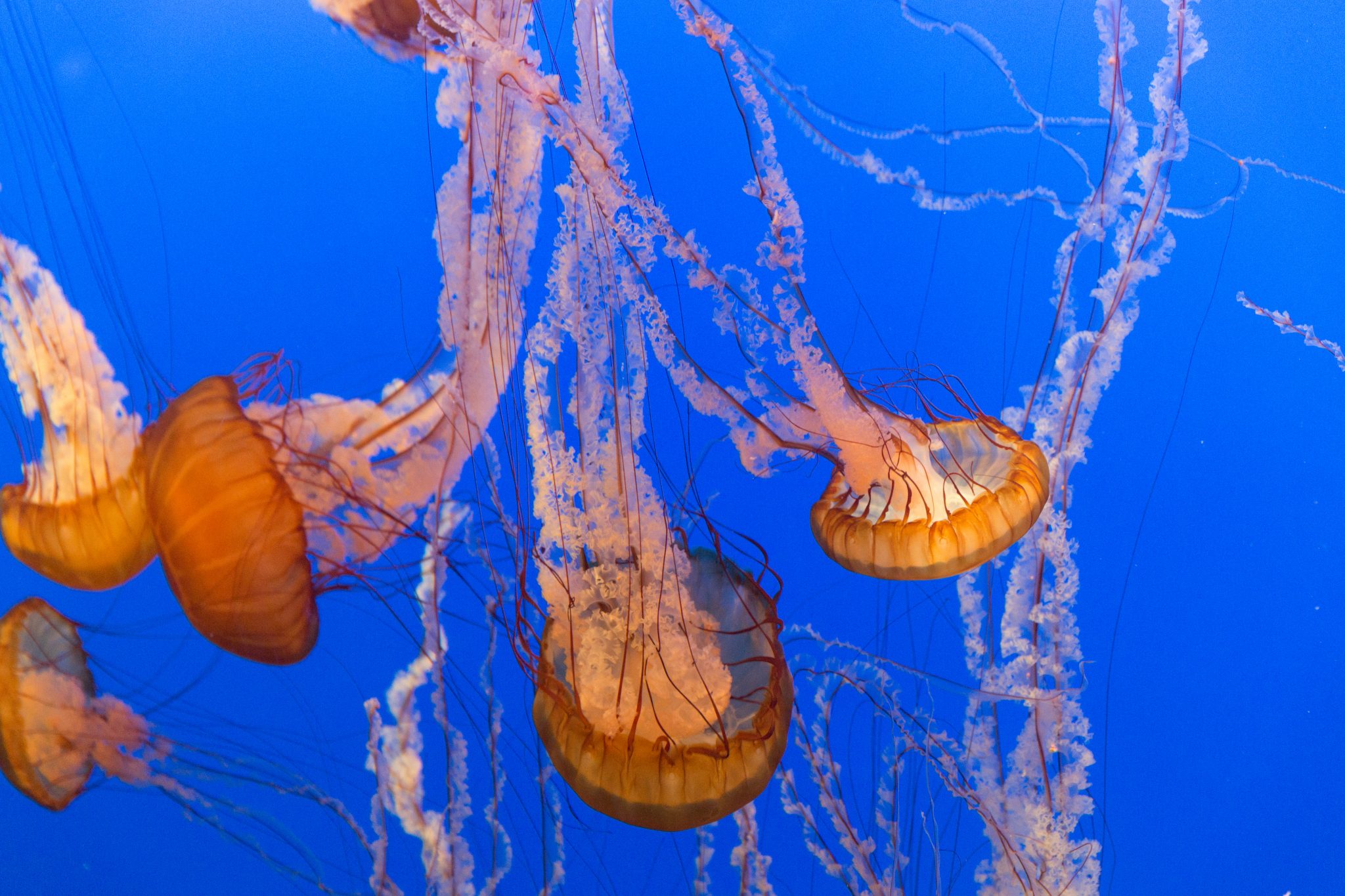 Jellyfish Sea nettles