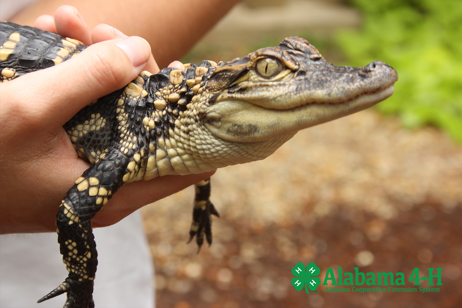 Alabama 4-H Science School Herp Journey program; image of alligator