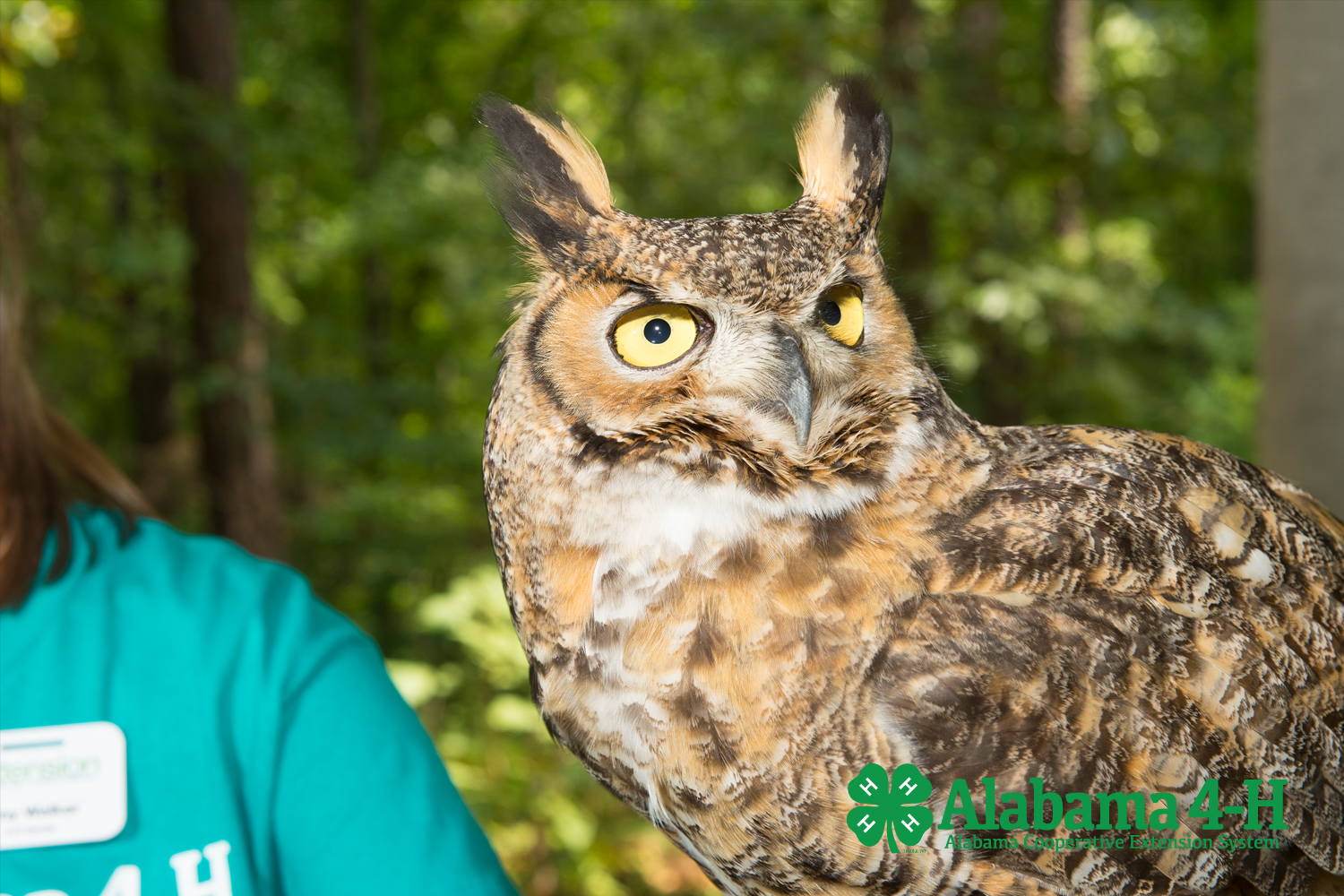 Alabama 4-H Raptor Trek; image of Science School bird