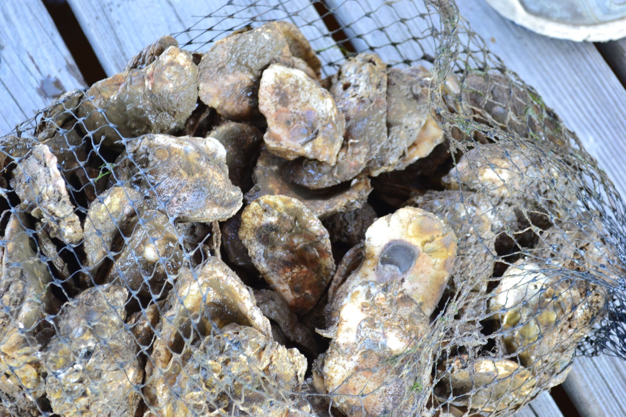 Raw oysters are alive when you eat them, but do they feel pain? 