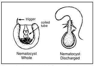 Figure 1. Stinging cells of jellyfish. (Courtesy of the University of Delaware Sea Grant College Program.)