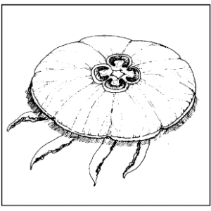 Figure 3. Moon jellyfish, Aurelia aurita. (Courtesy of the University of Delaware Sea Grant College Program)
