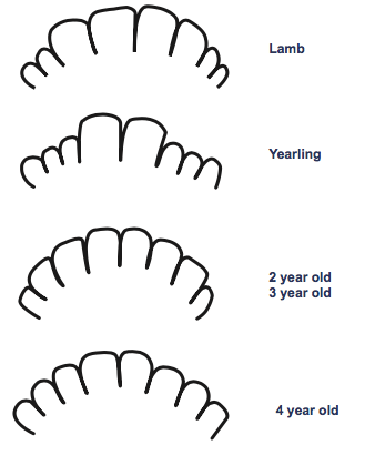Figure 1. The age of sheep can be determined by their teeth