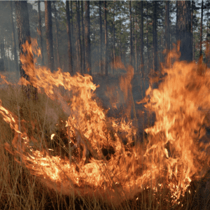 Prescribed fire, along with disking, are two techniques that can be used to create excellent quail habitat.