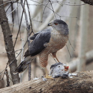 All birds of prey, such as this Cooper’s Hawk, are federally protected and cannot be harassed or killed.