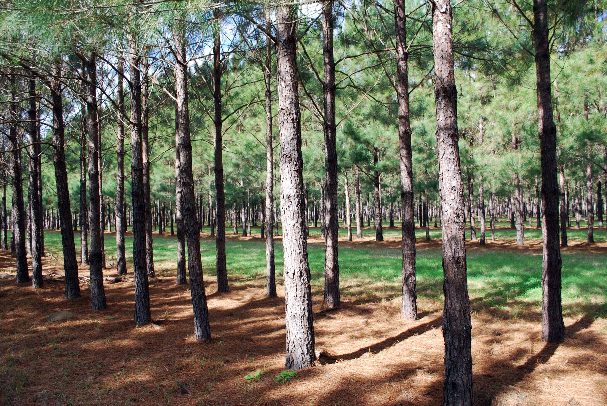 A silvopasture in Florida.