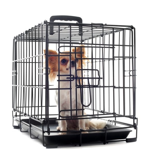 chihuahua in kennel