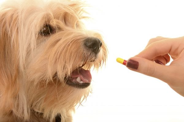 Veterinarian give pill