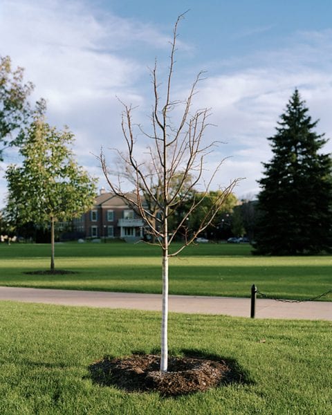 Small Deciduous tree in winter with no leaves