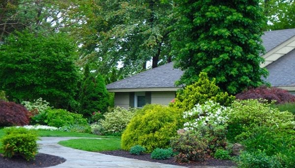 Home landscape with dense shrubs