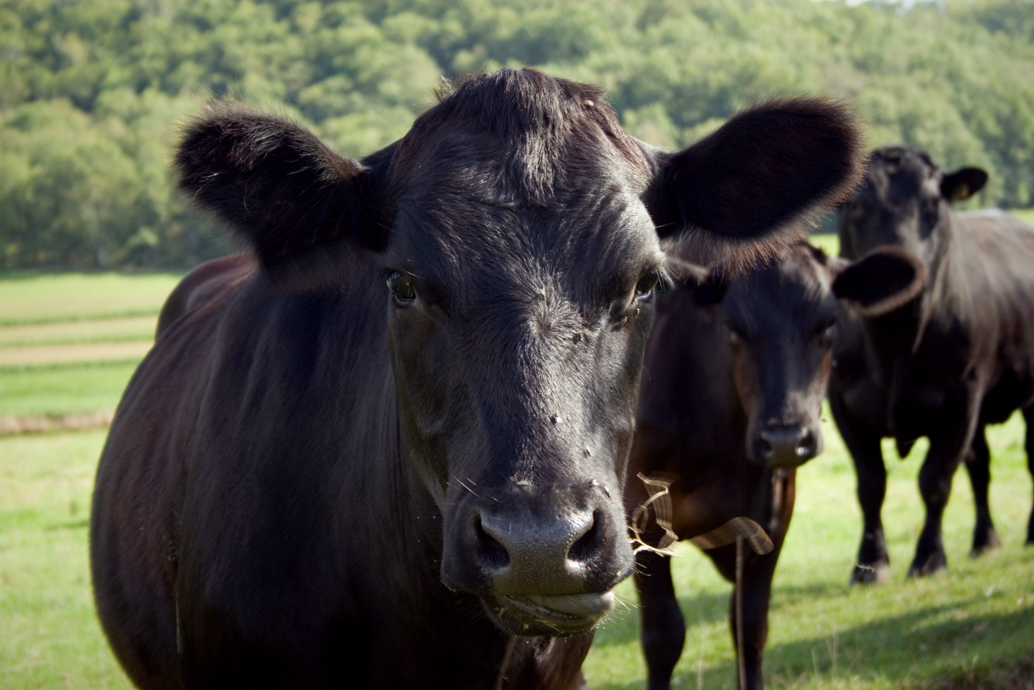 Angus cattle in a pasture.