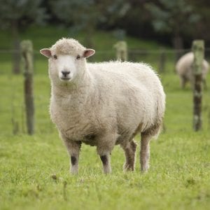 A ewe standing in a lush paddock.