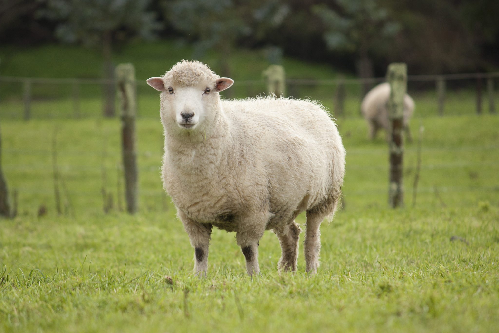 A ewe standing in a lush paddock.