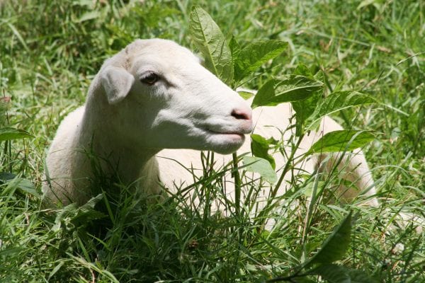 Lamb laying in the grass