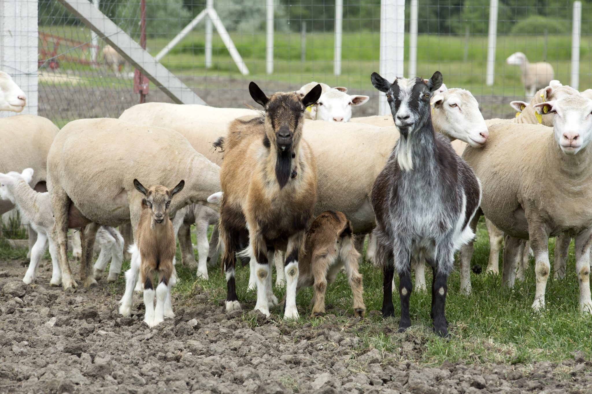 Goats and sheep outdoor on a farm
