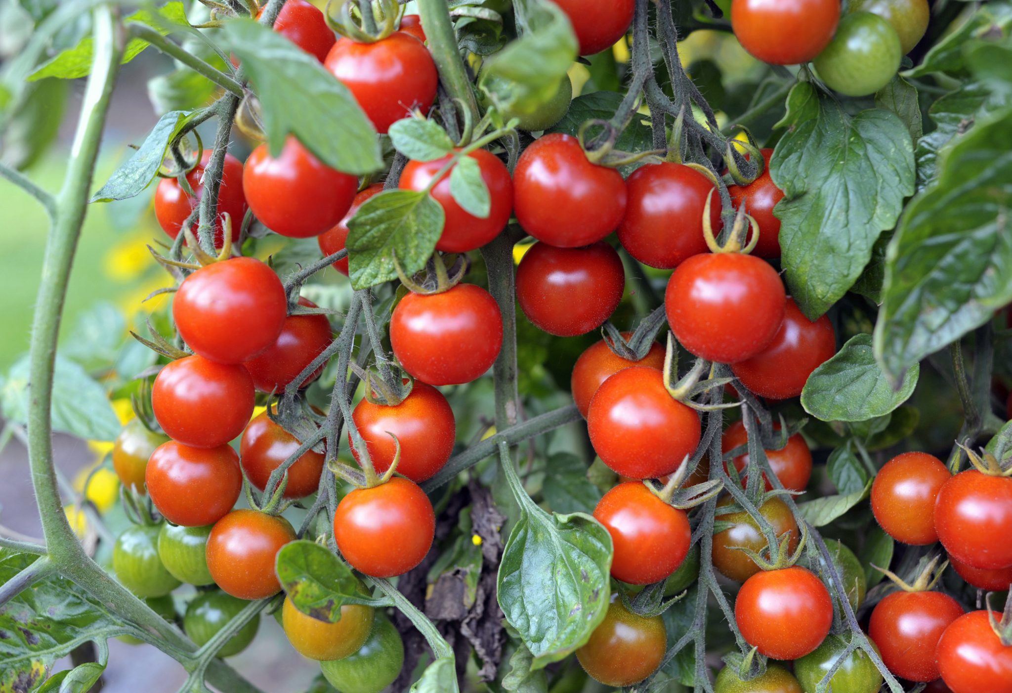 Cherry tomatoes ripening on the vine in a garden.