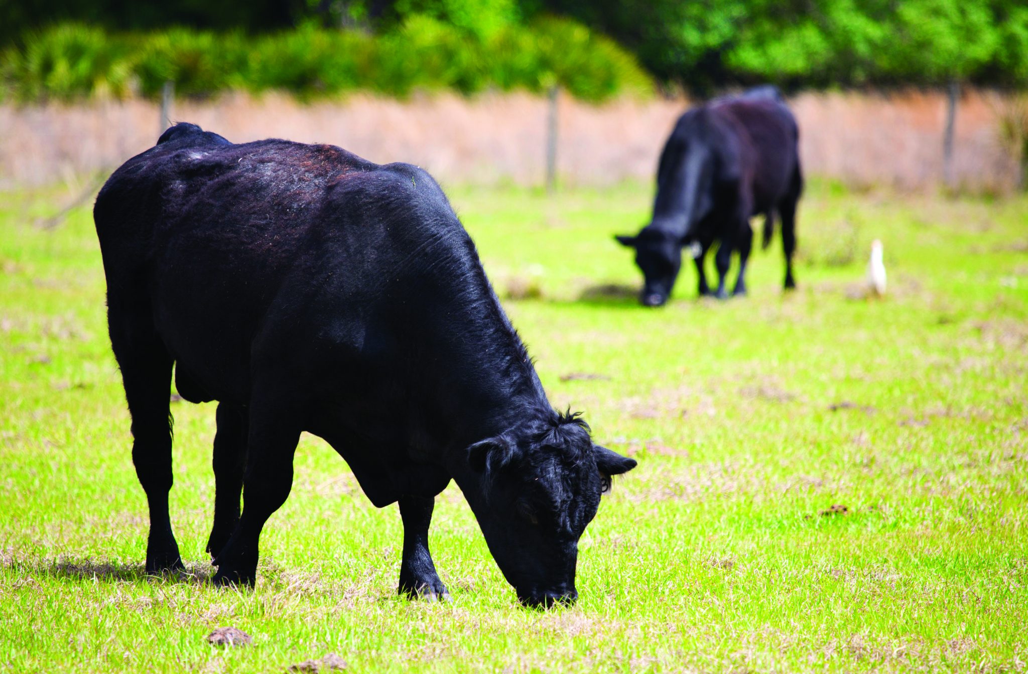Euthanasia of Livestock - Alabama Cooperative Extension System