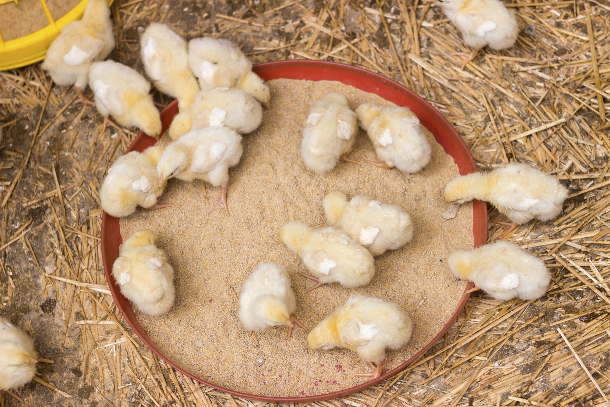 Baby chickens being fed on a chicken farm, overhead view