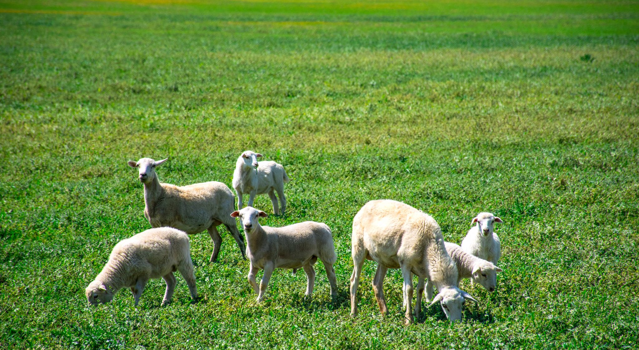Small family of Sheep on a small family Farm in Central Texas during summer time with green grass to eat and a nice sunny day