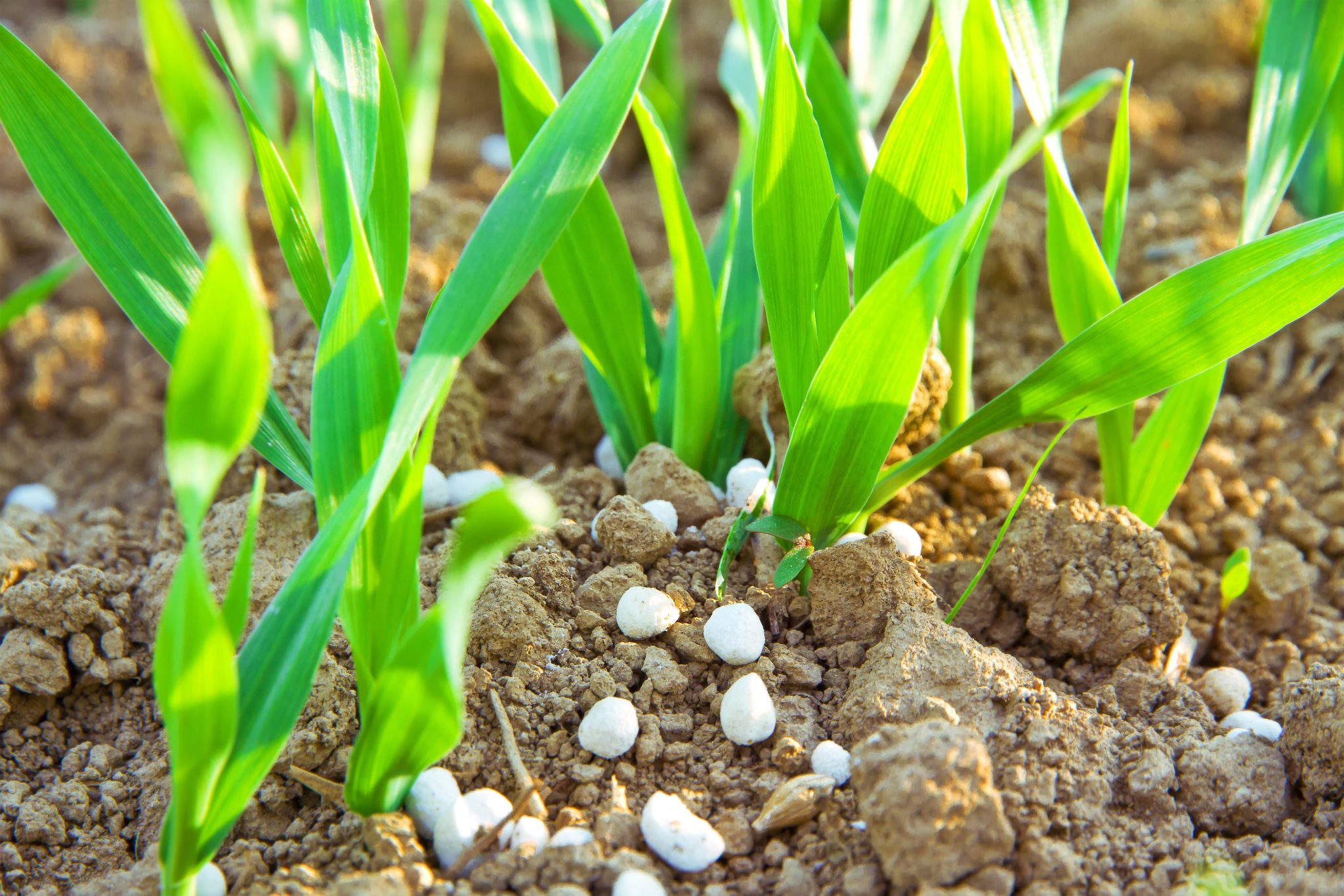 Corn plants with fertilizer.