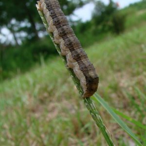 Figure 1. Fall armyworms are easy to see when they are feeding on foliage during the day.