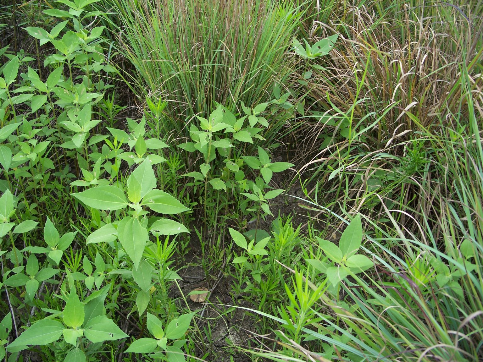 Bobwhite Quail Management - Alabama Cooperative Extension System