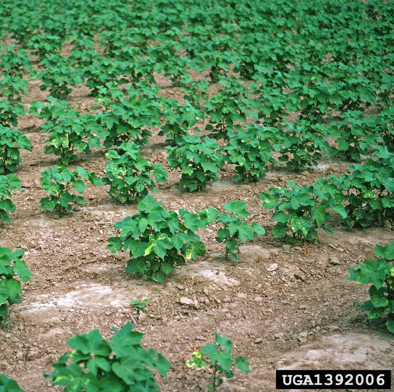 Image of a Cotton Field, Agricultural Crop