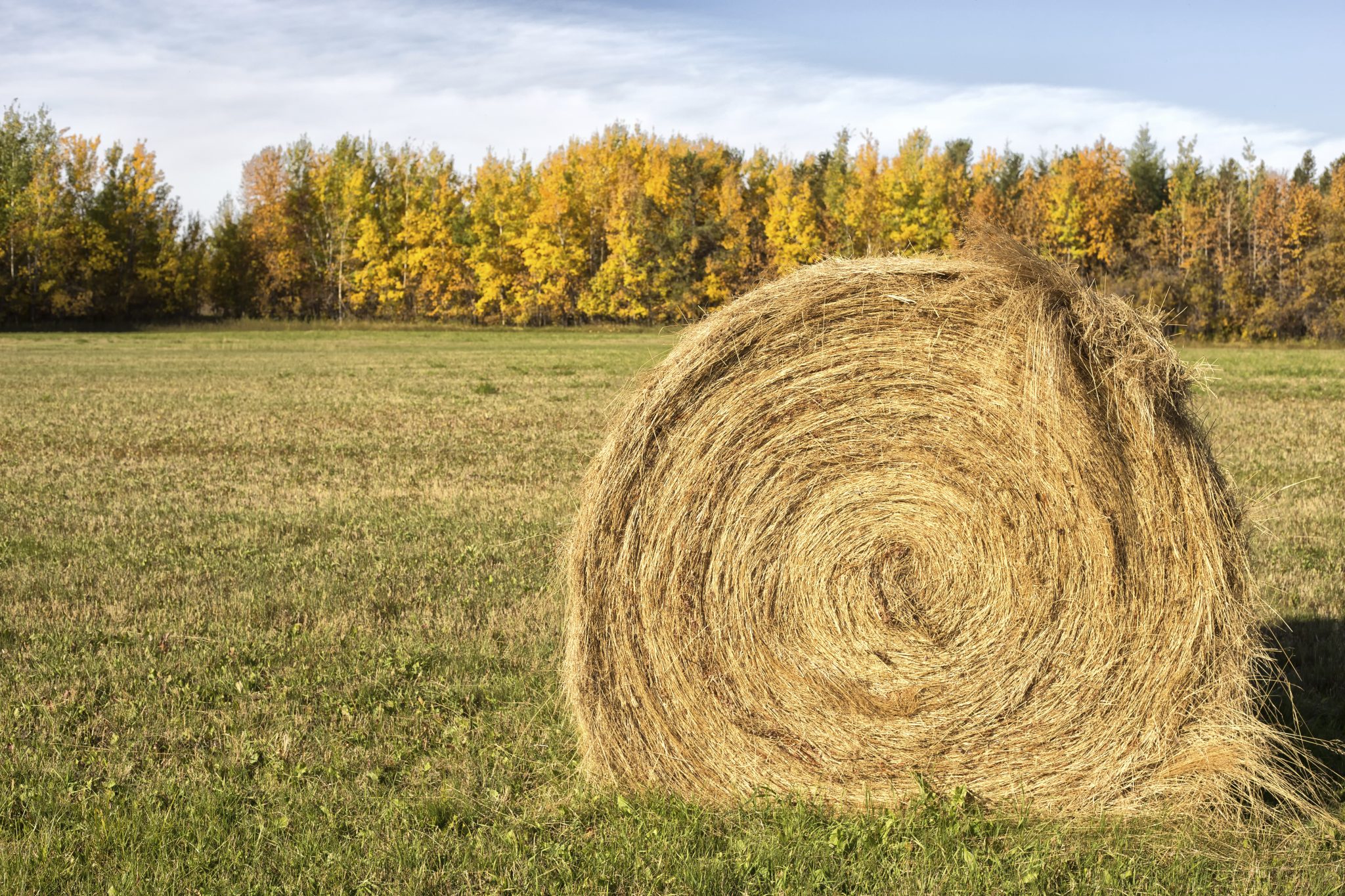 Round bale of hay in a field.