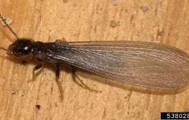 Image of a Termite -Gary Alpert, Harvard University, Bugwood.org