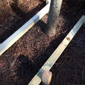 Stakes around a newly planted tree.
