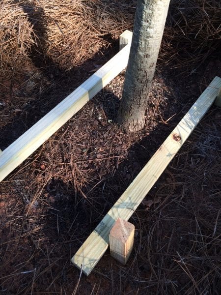 Stakes around a newly planted tree.