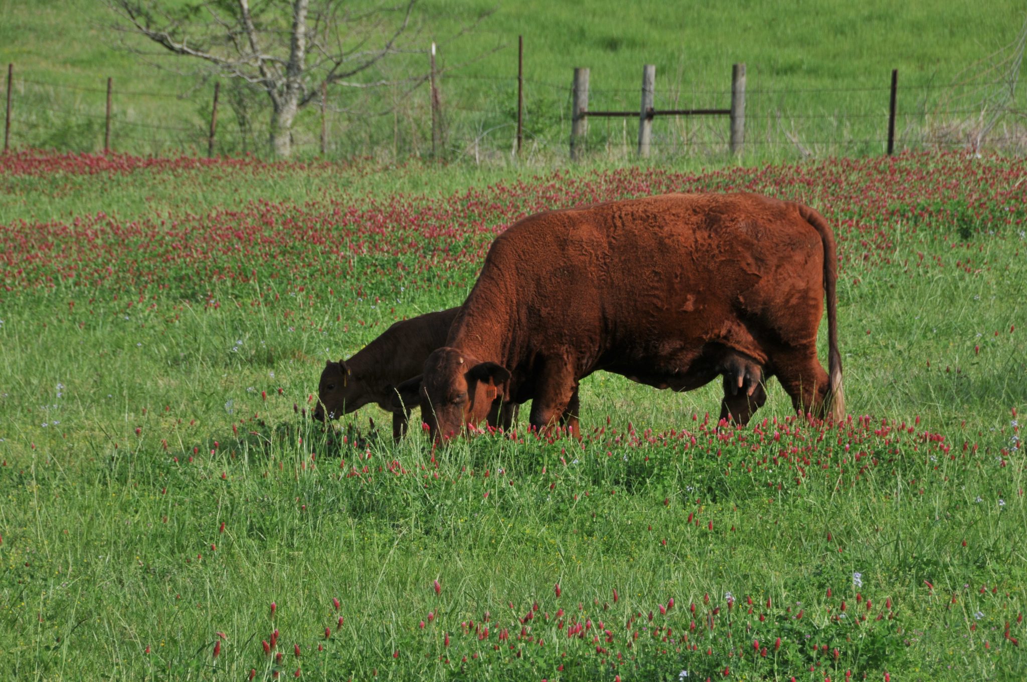 Systems Approach to Beef Production Developing a Basic Management Plan Alabama Cooperative