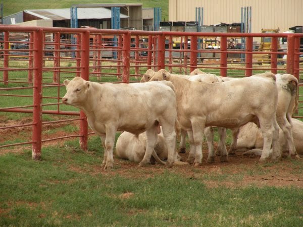 Charolais bulls