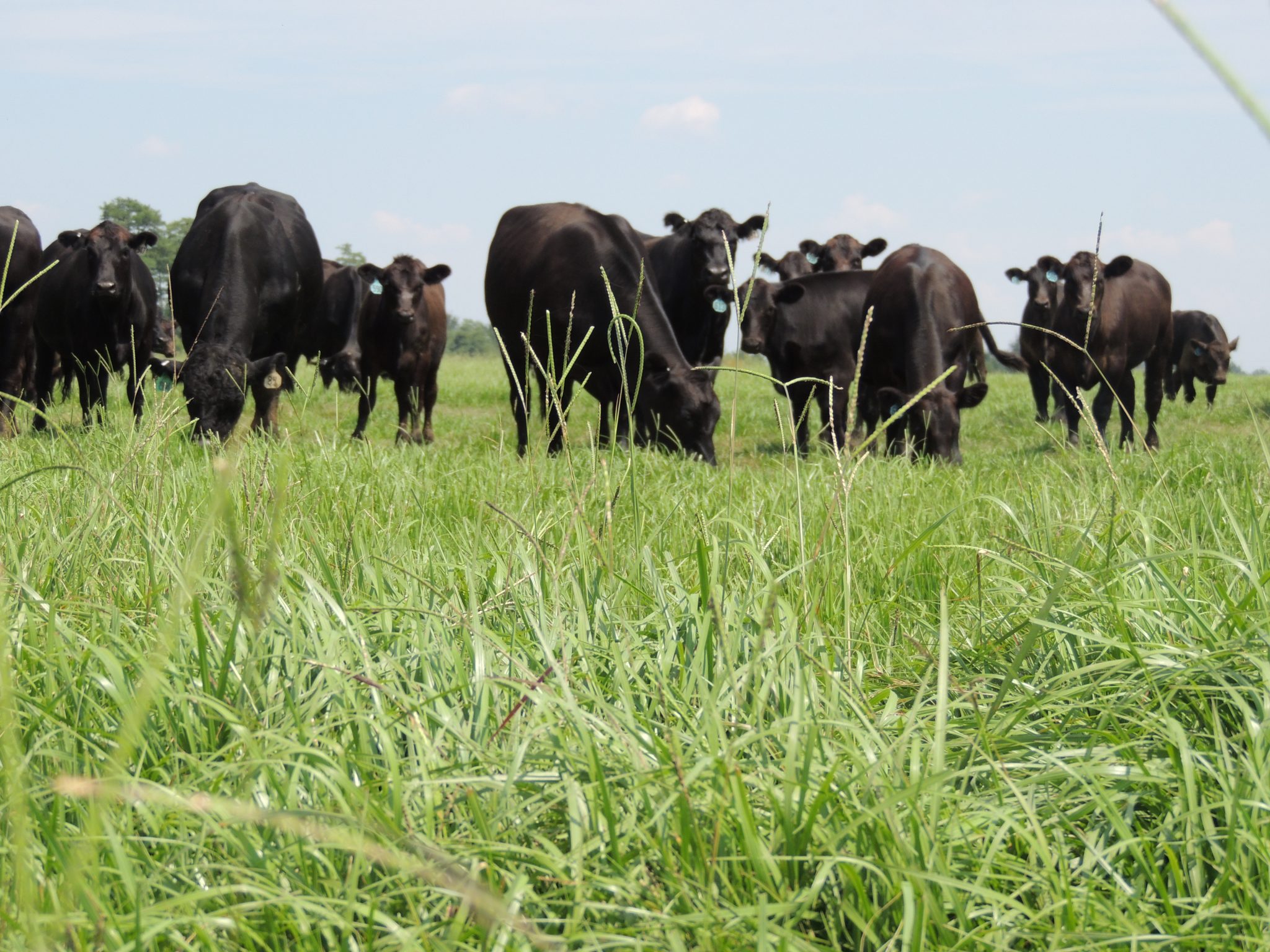 Angus cattle in a pasture.
