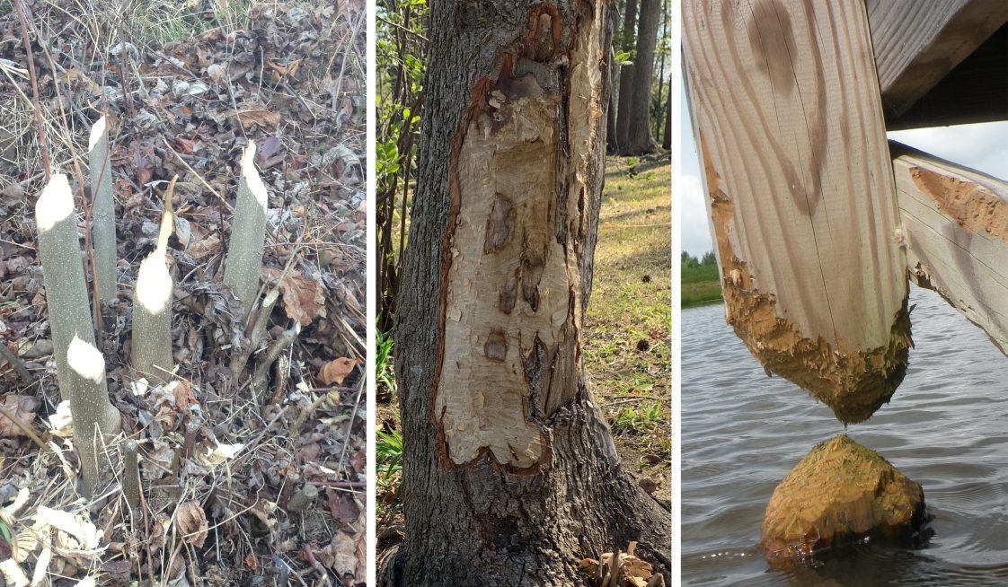 Figure 1. Beaver cuttings are common when they are present—from cut saplings (left) to gnawed large trees (center) and even dock posts (right).