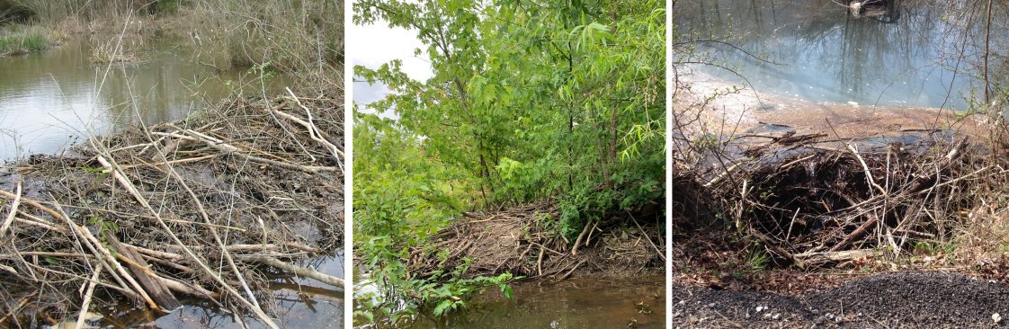 Figure 2. Dams (left), lodges (center), and clogged culverts (right) constructed from cut limbs and mud are signs of beaver presence.