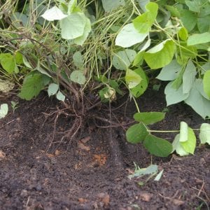 To stop new kudzu vine growth, cut just below the root crown and remove it from the soil.