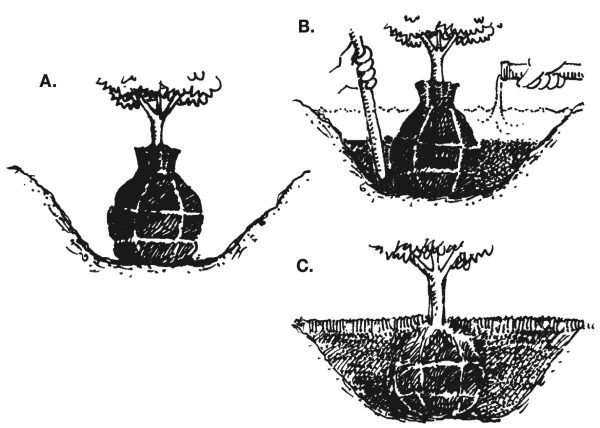 Figure 1. (A) Place plant in center of hole. (B) Fill sides one-half to two-thirds to the top of the ball and firm the soil. (C) Finish filling the hole, and cover the planting area with 2 inches of mulch.