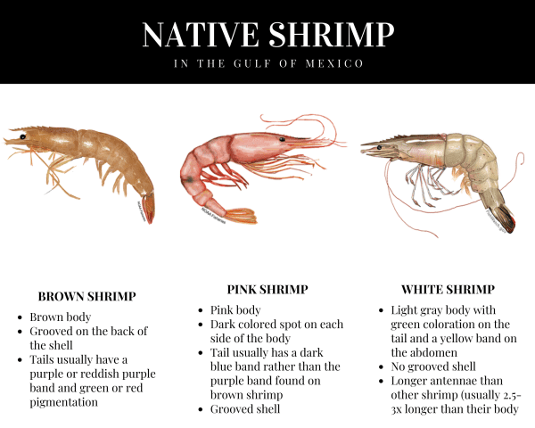Figure 1. Native shrimp found in Alabama (Photo credit: National Oceanic and Atmospheric Administration)