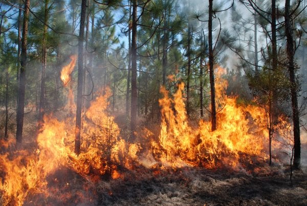 Cogongrass fires burn extremely hot.