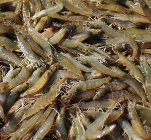 Figure 3. Market-size farm-raised Pacific white shrimp harvested in Greene County, Alabama