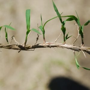 Fig. 4. Buds along cogongrass rhizomes can sprout and form new shoots. This is why leaving even small pieces of rhizomes can result in reinfestation.