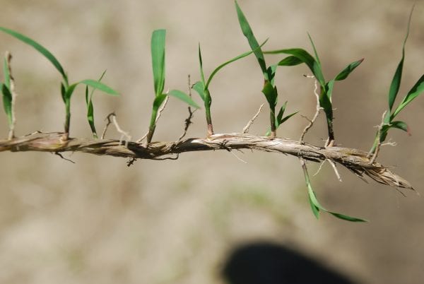 Buds along cogongrass rhizomes can sprout and form new shoots. This is why leaving even small pieces of rhizomes can result in reinfestation.