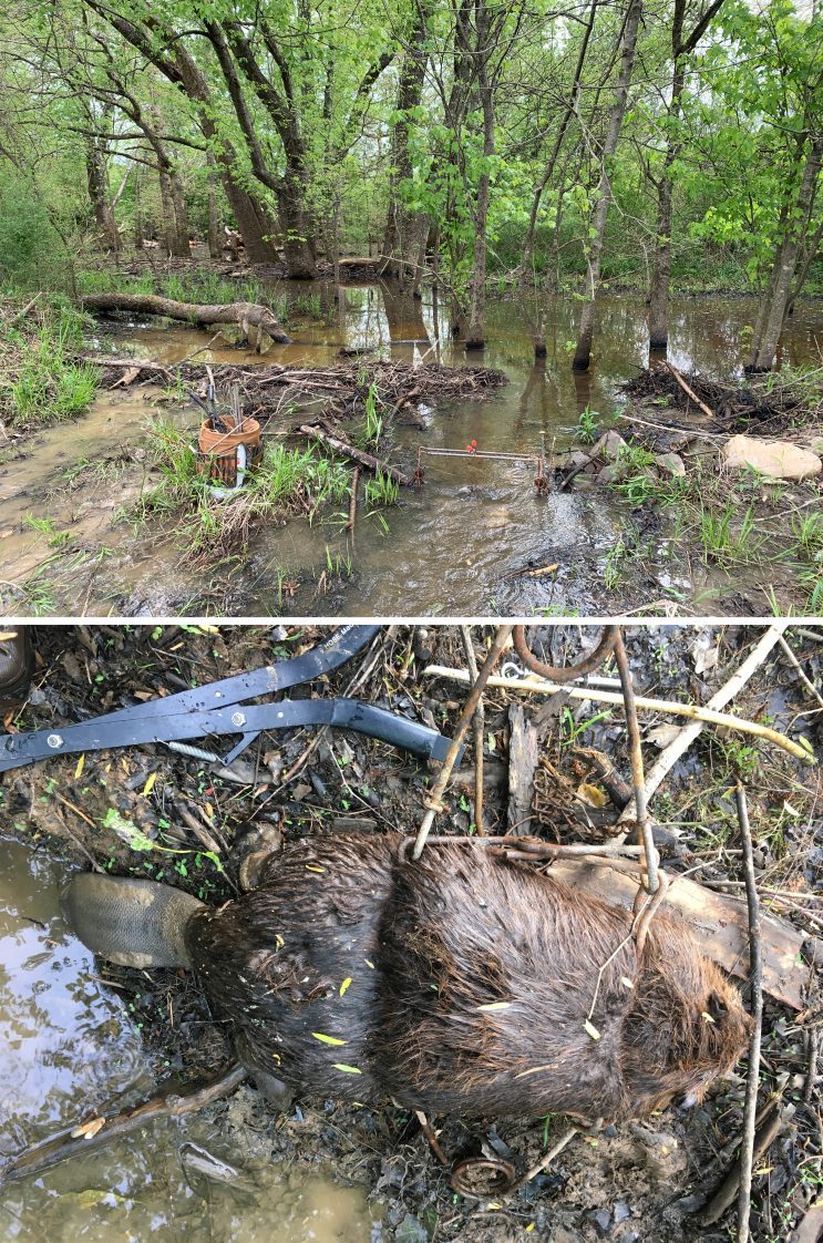 Figure 6. A body-grip trap placed in a run (top) is a high-percentage set for an effective beaver catch (bottom).