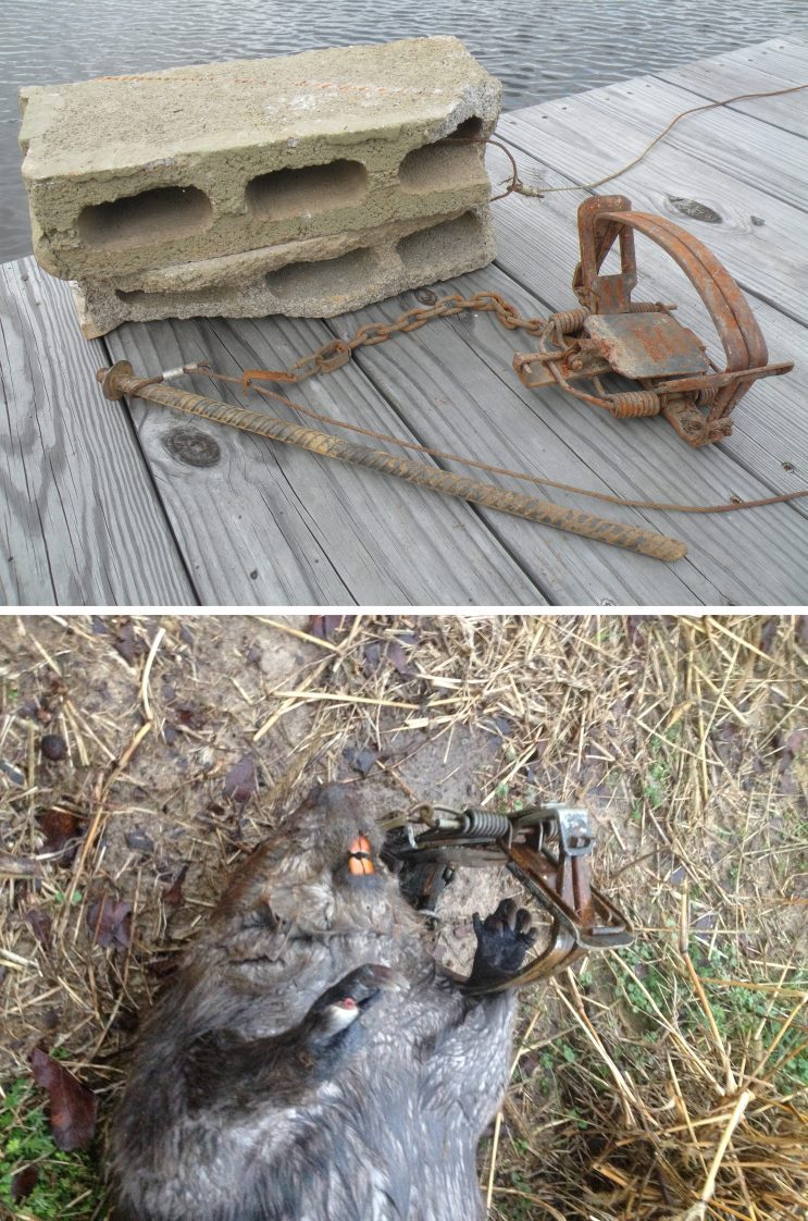Figure 7. A drown slide setup using a number 5 coil spring foothold trap (top) and an effective front foot catch (below).