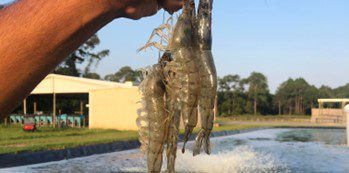 Figure 6. Farmed Pacific white shrimp raised at Claude Peteet Mariculture Center in Gulf Shores, Alabama