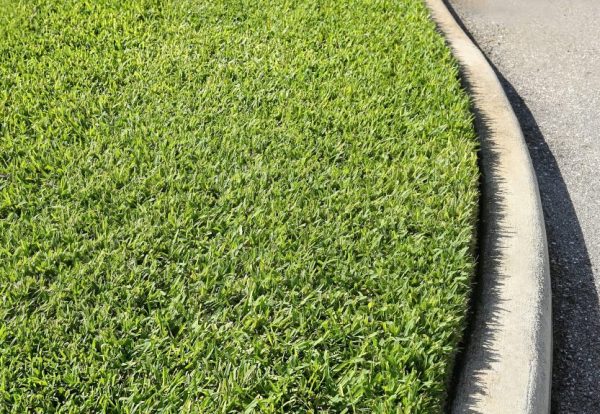 Freshly cut, thick and healthy St. Augustine grass growing close to the curb.
