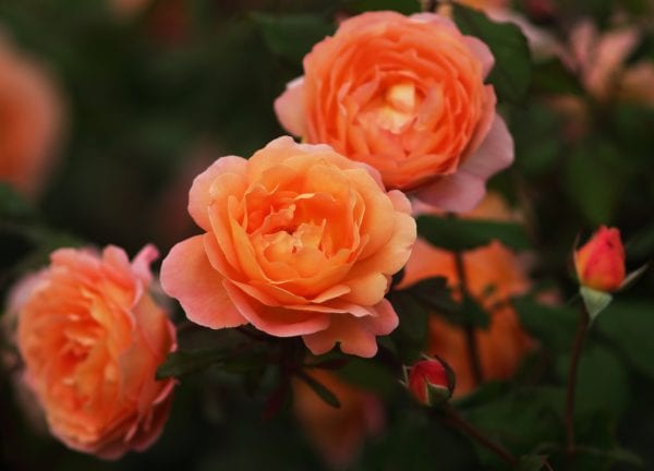 Tangerine Orange Rose